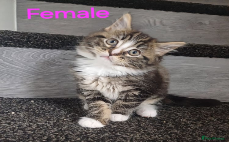Maine Coon cats - Advert 9