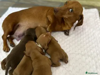 Miniature Dachshund dogs amazing miniature Dachshunds for sale - Advert 1