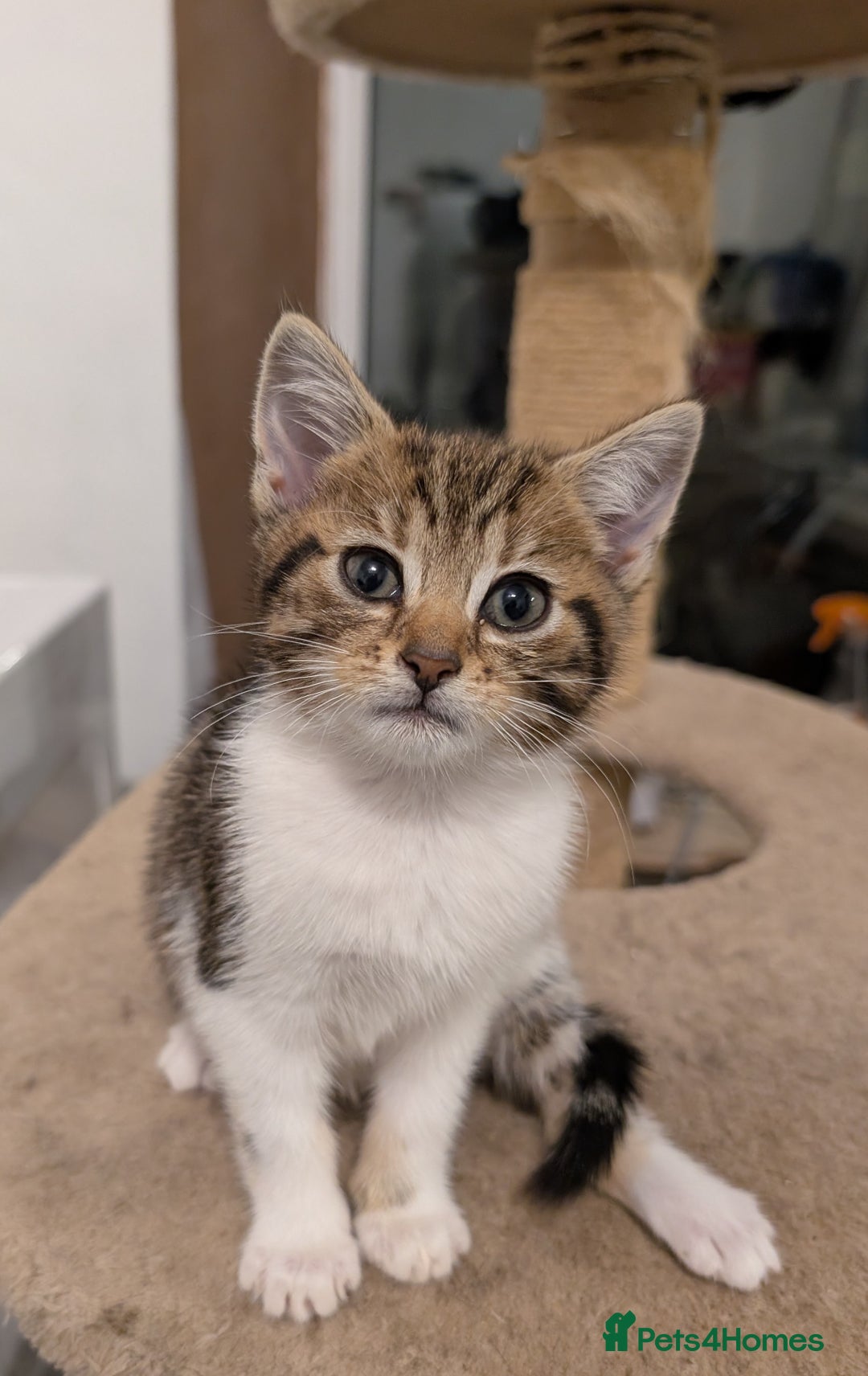 Mixed Breed cats for sale: Kitten  - Advert 4