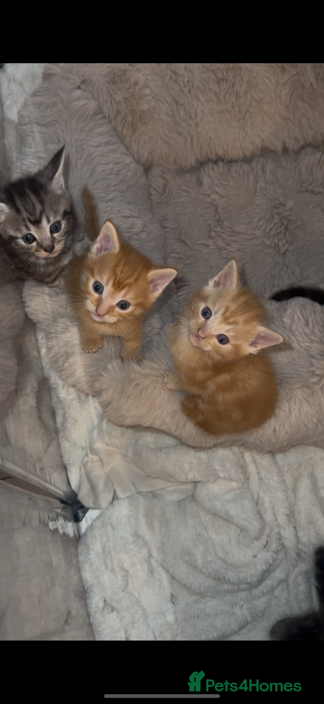 Maine Coon cats *ONLY 1 GREEN BOY LEFT* 5MAINE COON X KITTENS  - Advert 4