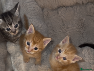 Maine Coon cats UPDATE ONLY 2 LEFT*. 5 MAINE COON X KITTENS - Advert 3