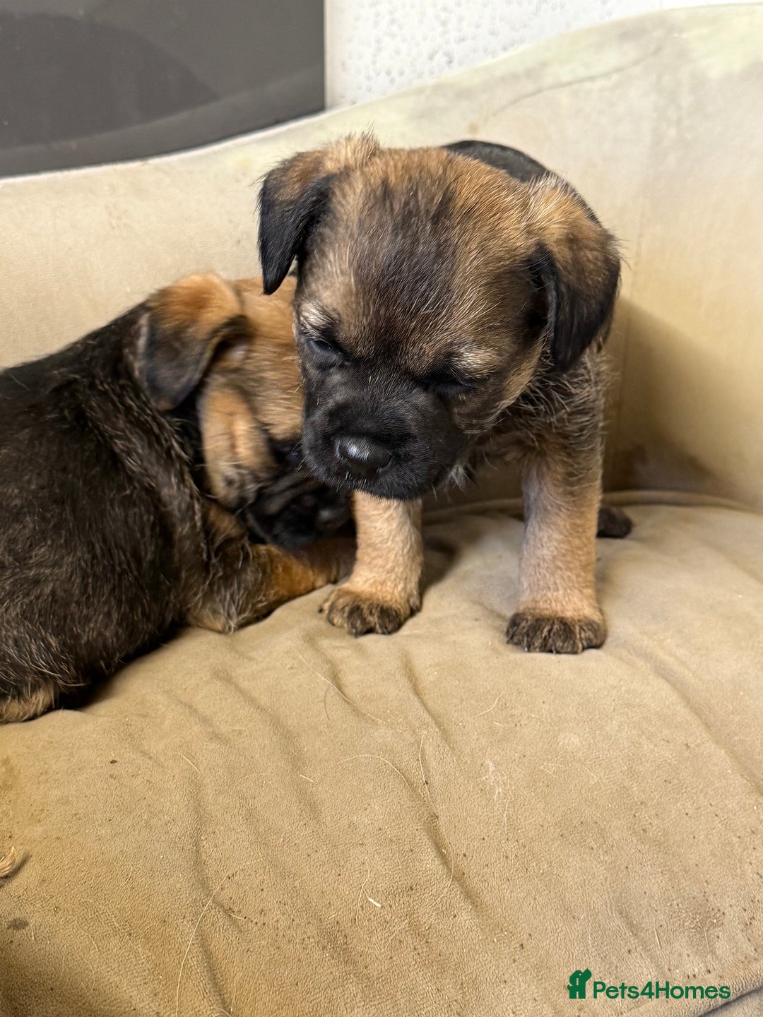 Border Terrier dogs for sale: Kc reg Border Terrier puppies  - Advert 4