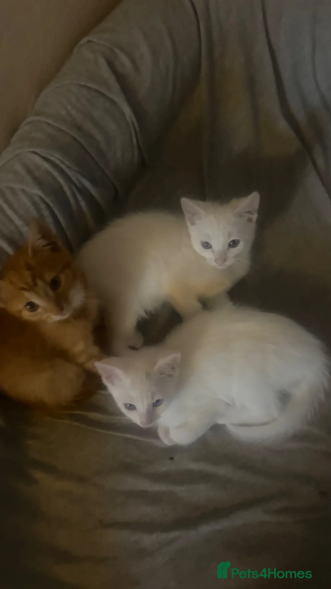 Mixed Breed cats for sale: Sweet kitten - Advert 2