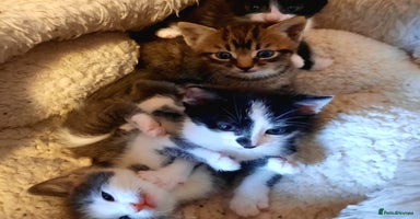 Mixed Breed cats - Advert 3