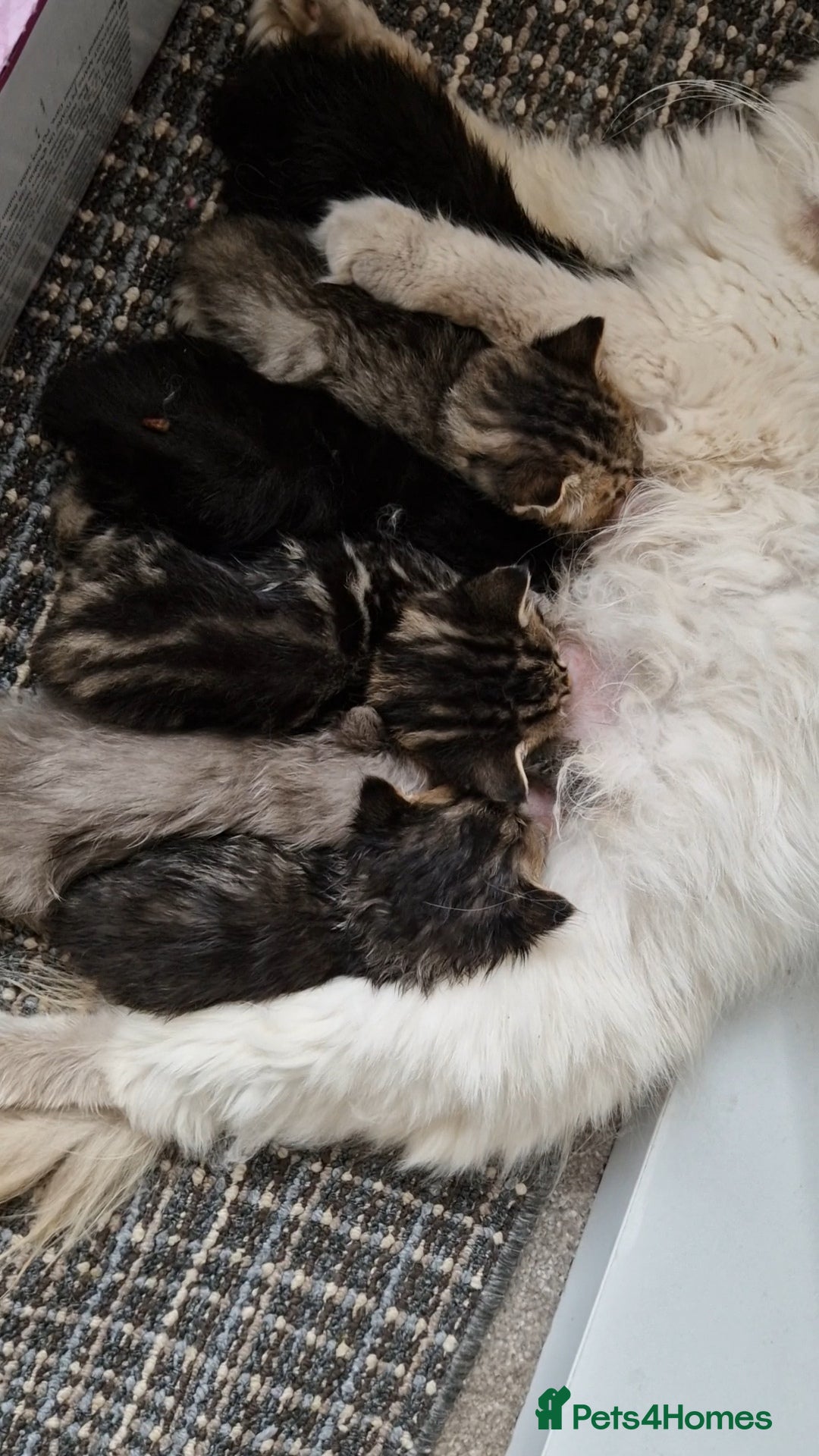 Mixed Breed cats for sale: Black smoke longhair female kitten - Image 5