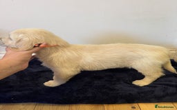Golden Retriever dogs for sale: Perfect bundles of joy - Image 8
