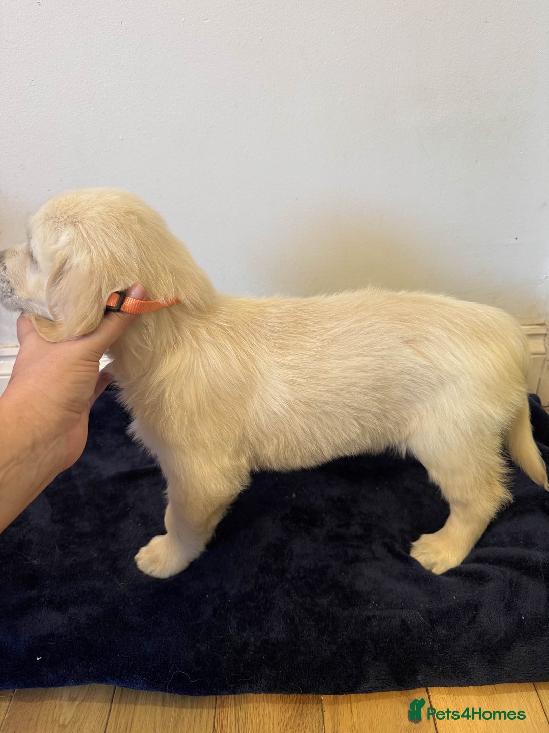 Golden Retriever dogs for sale: Perfect bundles of joy - Image 8