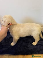 Golden Retriever dogs - Advert 6