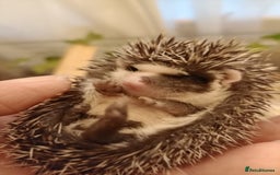 Pygmy Hedgehog rodents for sale: african pygmy hedgehogs - Image 4