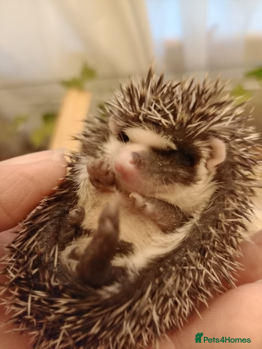 Pygmy Hedgehog rodents for sale: african pygmy hedgehogs - Image 4