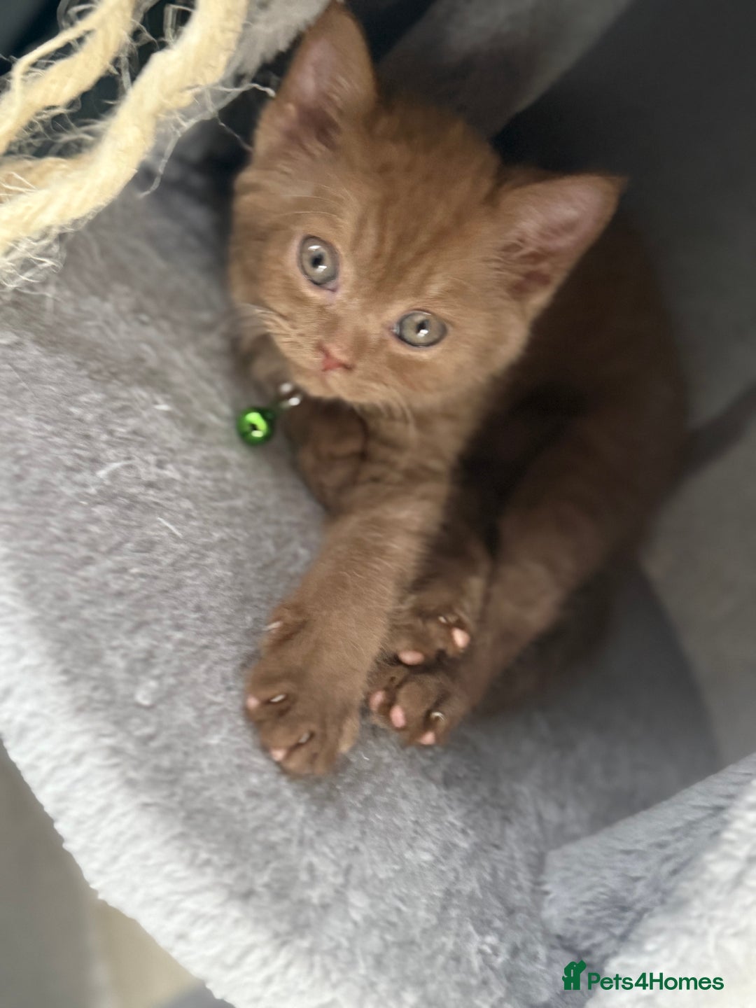 British Shorthair cats for sale: 🐾Beautiful Pedigree Kittens 🐾 READY NOW!!  in Cradley Heath - Image 14