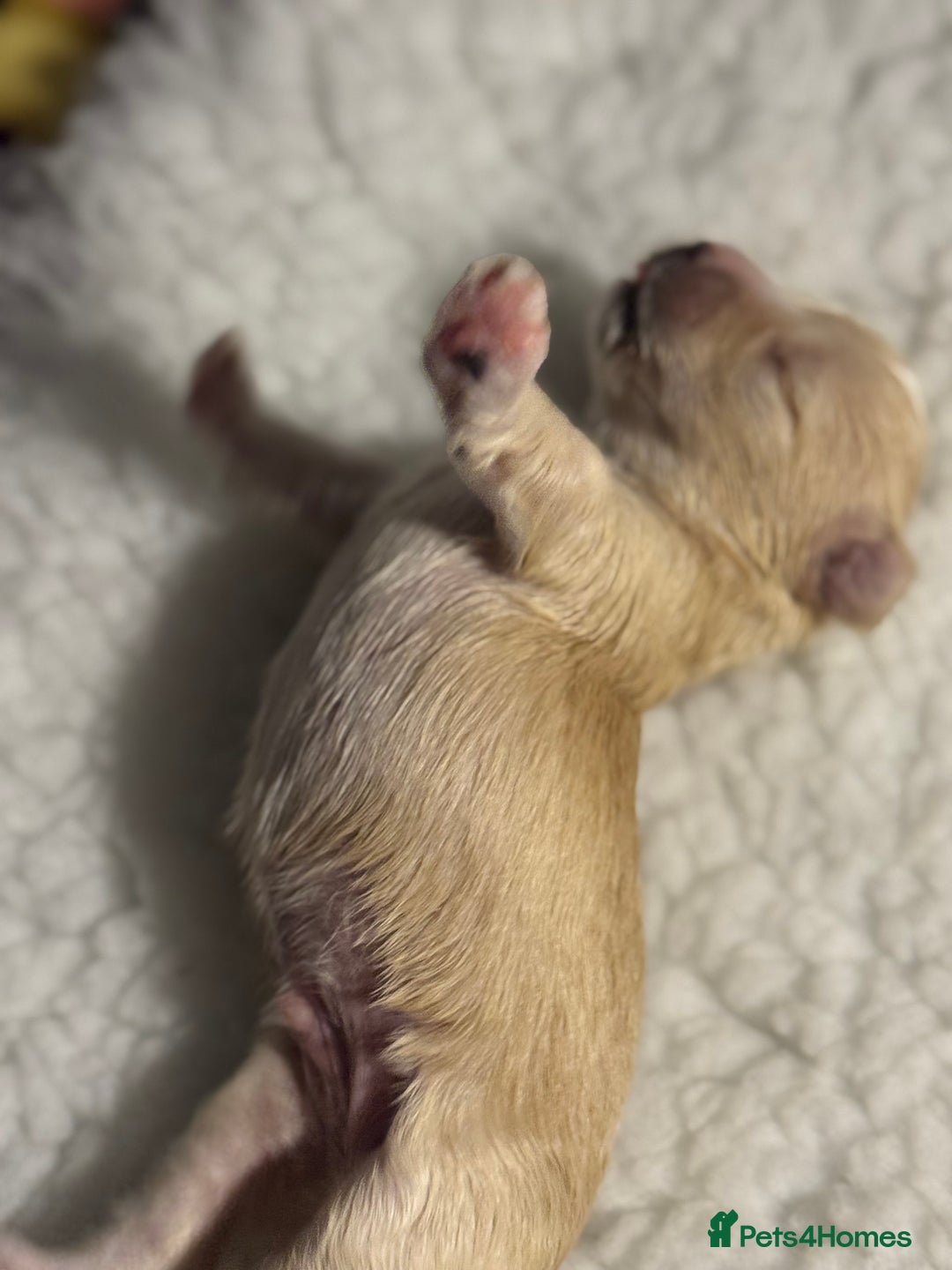 Maltipoo dogs for sale: Tiny Fluffy Bundles of Joy – Ready Mid-January! - Advert 4