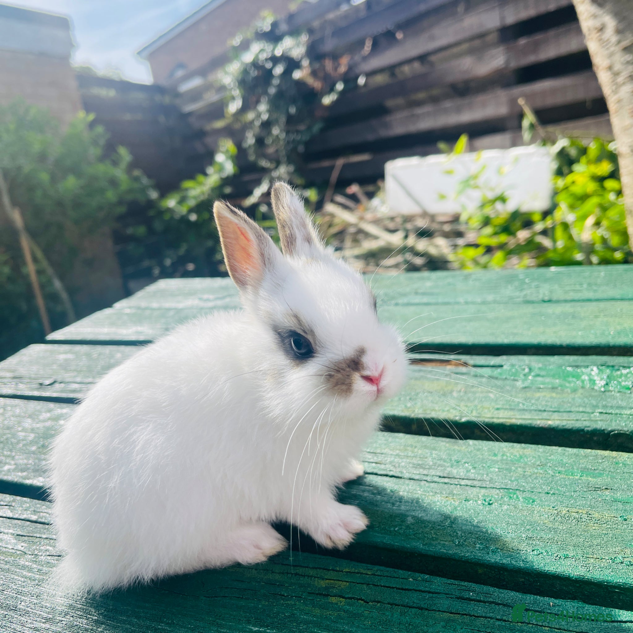 Netherland Dwarf rabbits Beuitiful netherland dwarf babys  - Advert 14