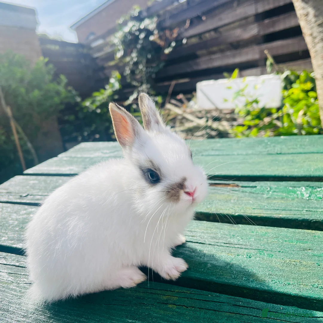 Netherland Dwarf rabbits for sale: Beuitiful netherland dwarf babys  - Advert 1
