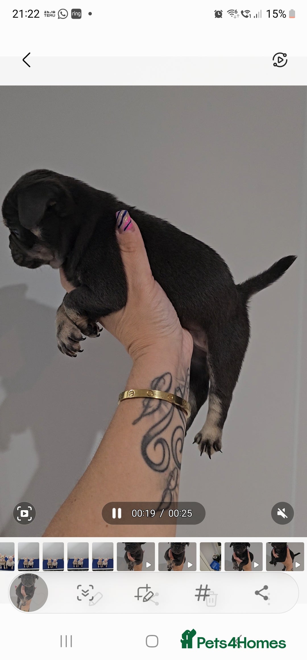 Frug dogs for sale: Beautiful Frug Babies 😍 - Image 7