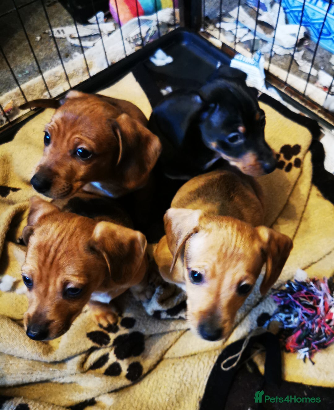 Dachshund dogs for sale: Unusual colour beautiful miniature dachshound pups - Advert 20