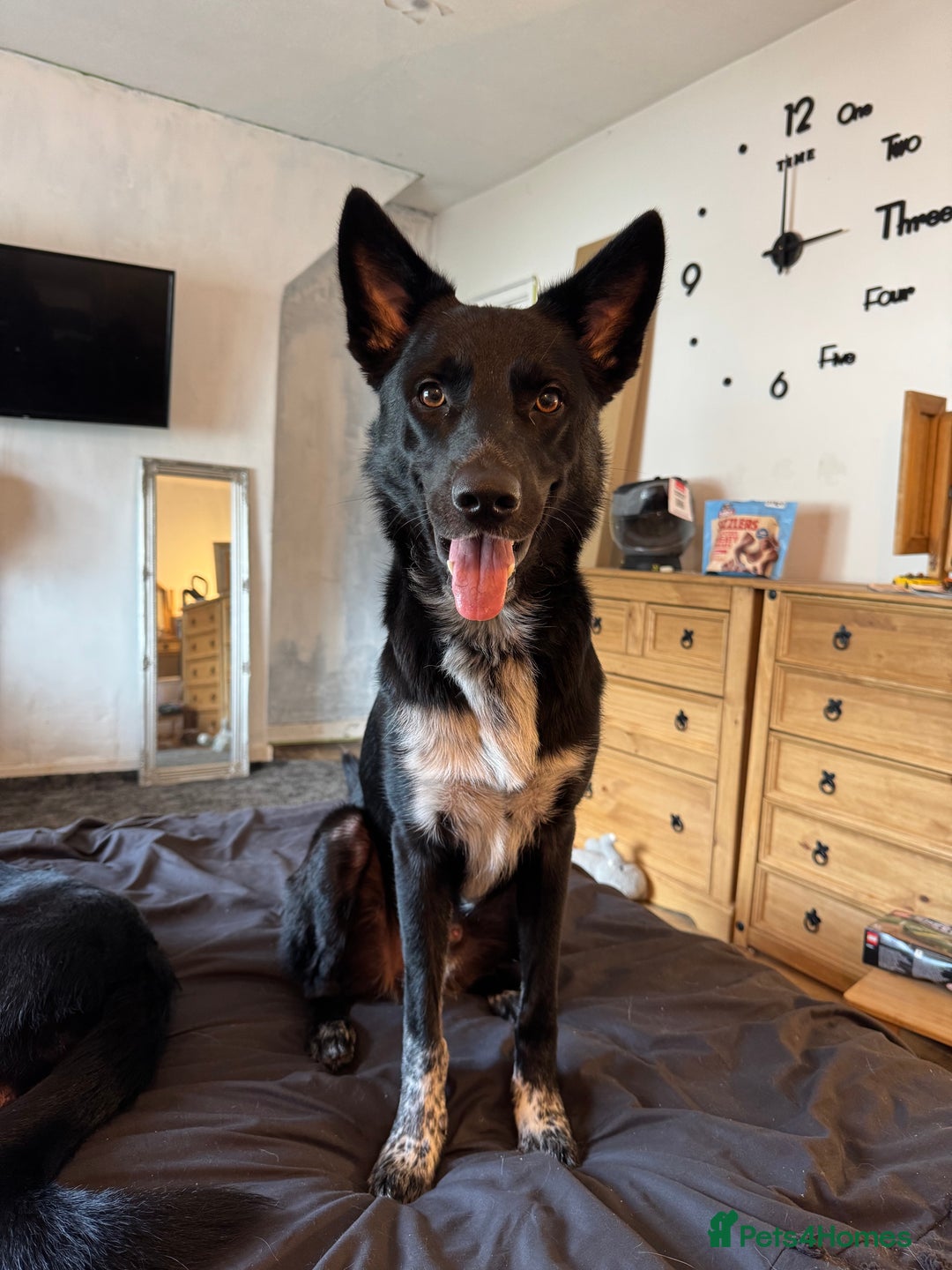 Mixed Breed dogs for sale: Bandit  - Advert 1