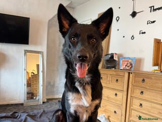 Mixed Breed dogs Bandit - Advert 3