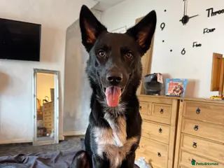 Mixed Breed dogs Bandit - Advert 3