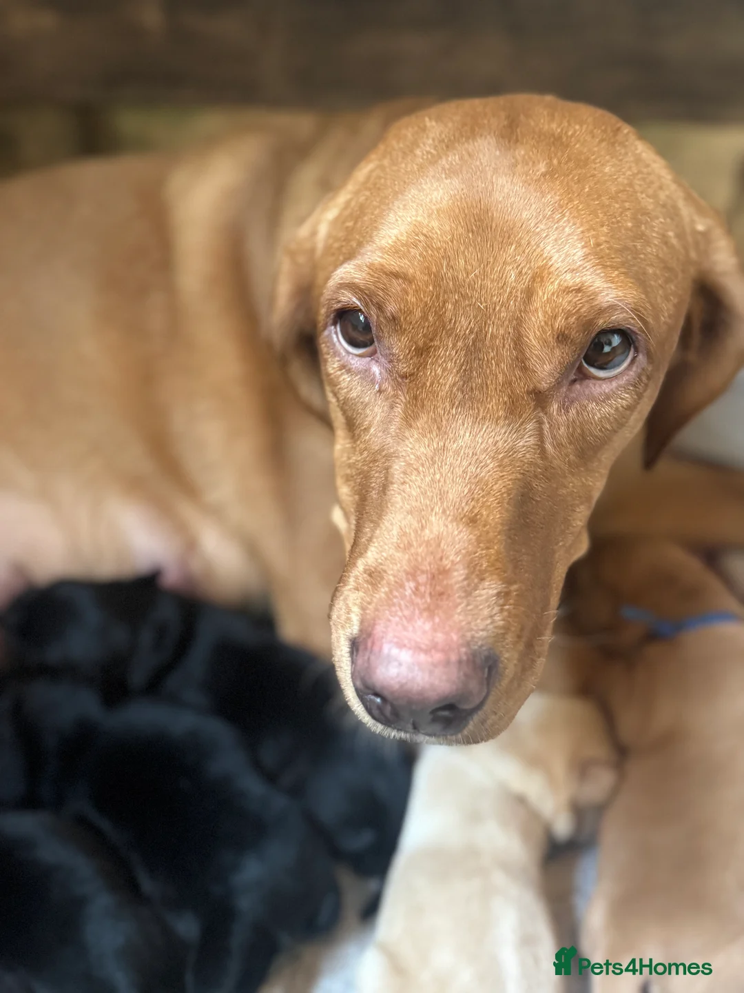 Labrador Retriever dogs for sale: Labrador Retriever Red Fox/Black KC reg Puppies  - Advert 8