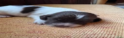 English Springer Spaniel dogs for sale: Beautiful Liver & White Springer Spaniel Puppies - Advert 5