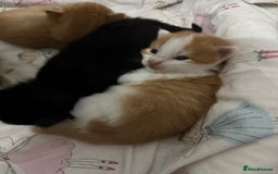 Maine Coon cats for sale: Maine coon mix kittens  - Image 2