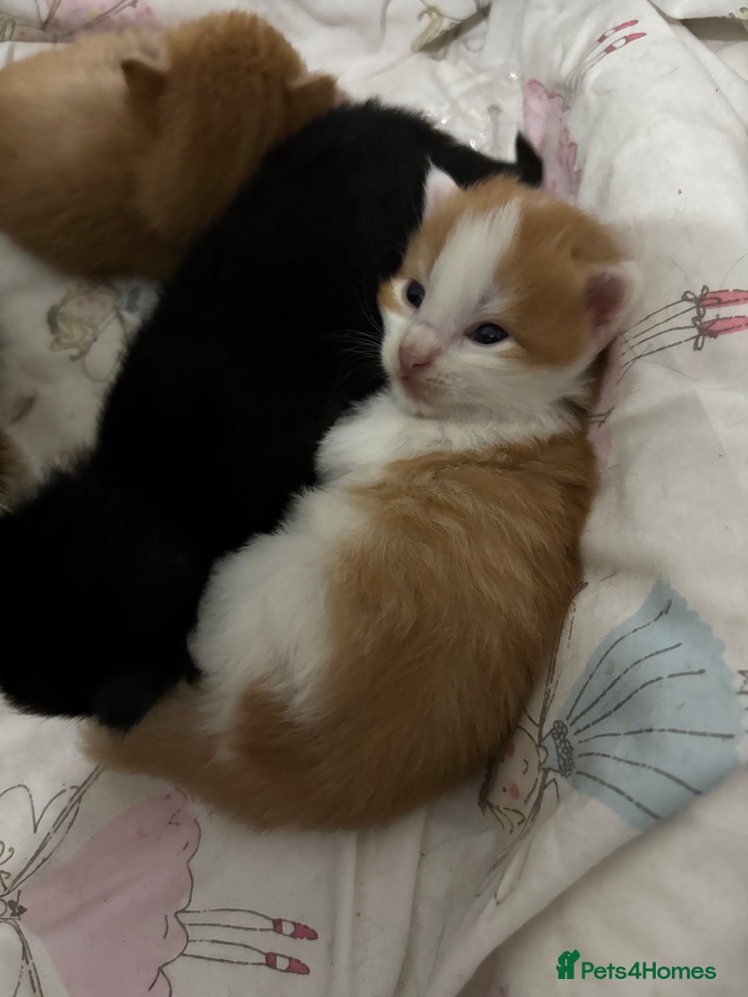 Maine Coon cats for sale: Maine coon mix kittens  - Image 2