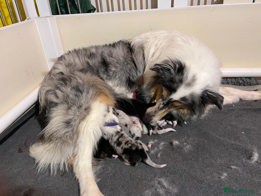 Rough Collie dogs for sale: PUPPY MASSIVE REDUCTION-TRI/COL boy 10w DNA-CLEAR  - Image 7