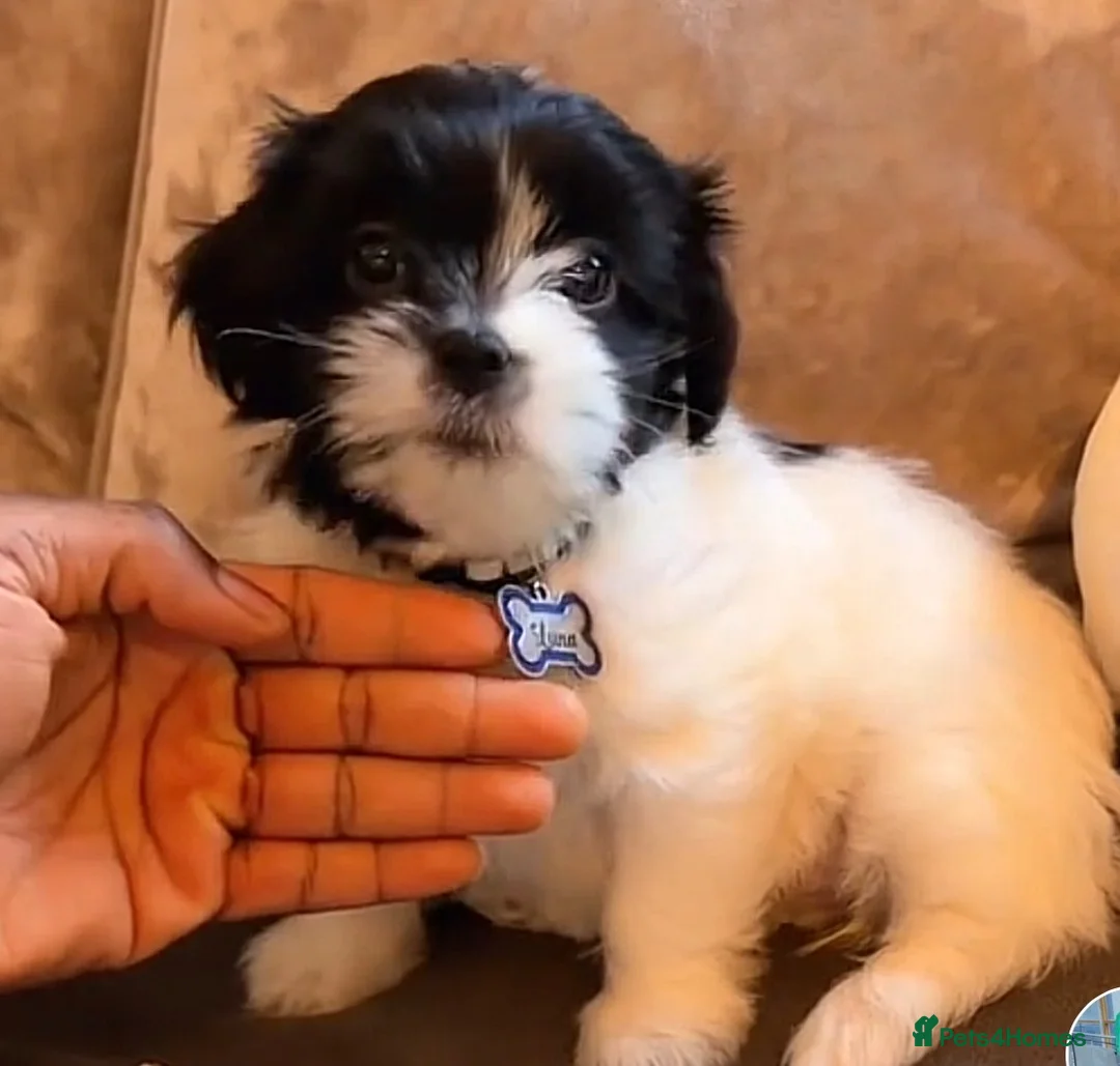 Mixed Breed dogs for sale: Female Shih-Tzu - Advert 1