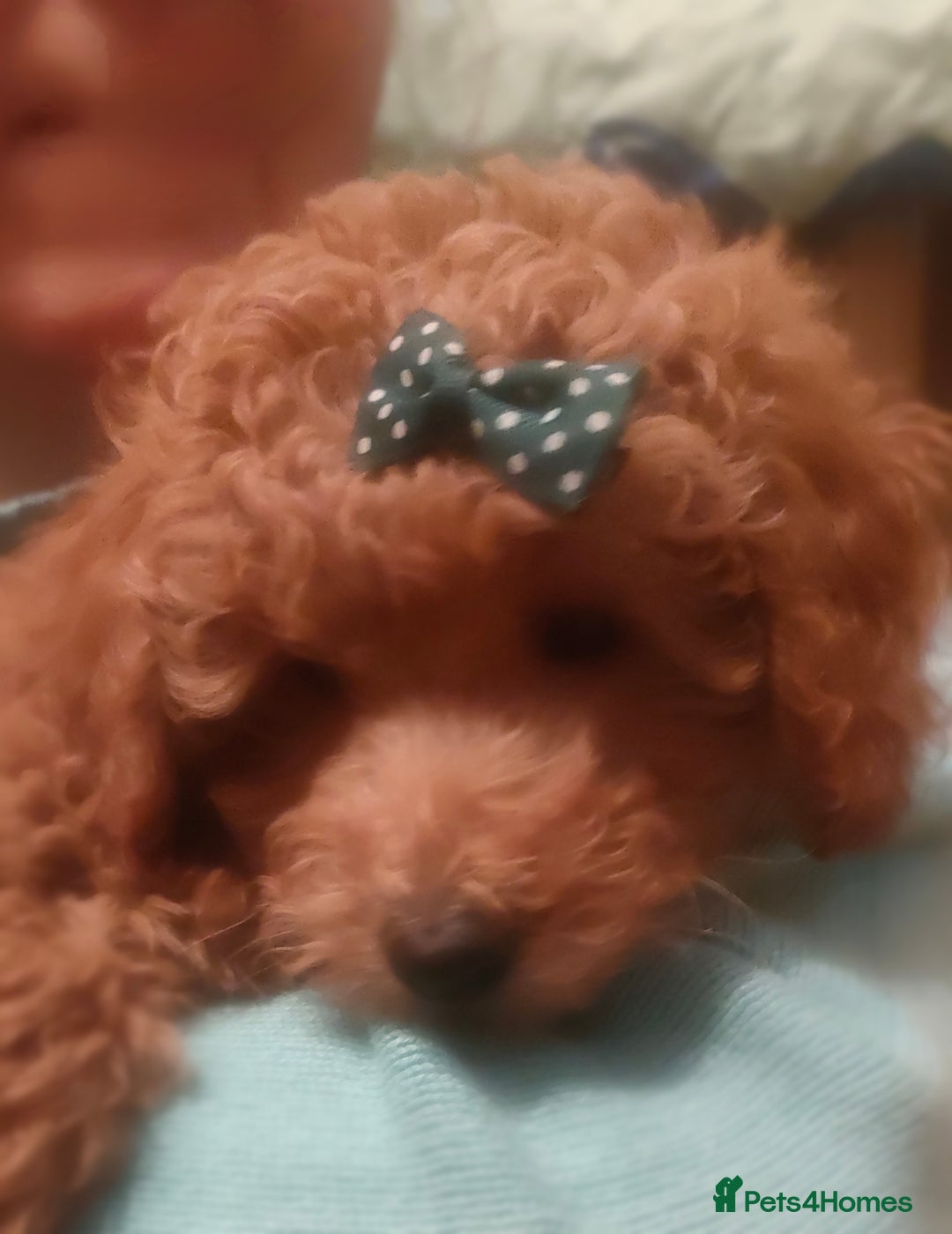 Miniature Poodle dogs for sale: ✨ Miniature Poodle Puppies for Reservation! ✨   - Advert 26