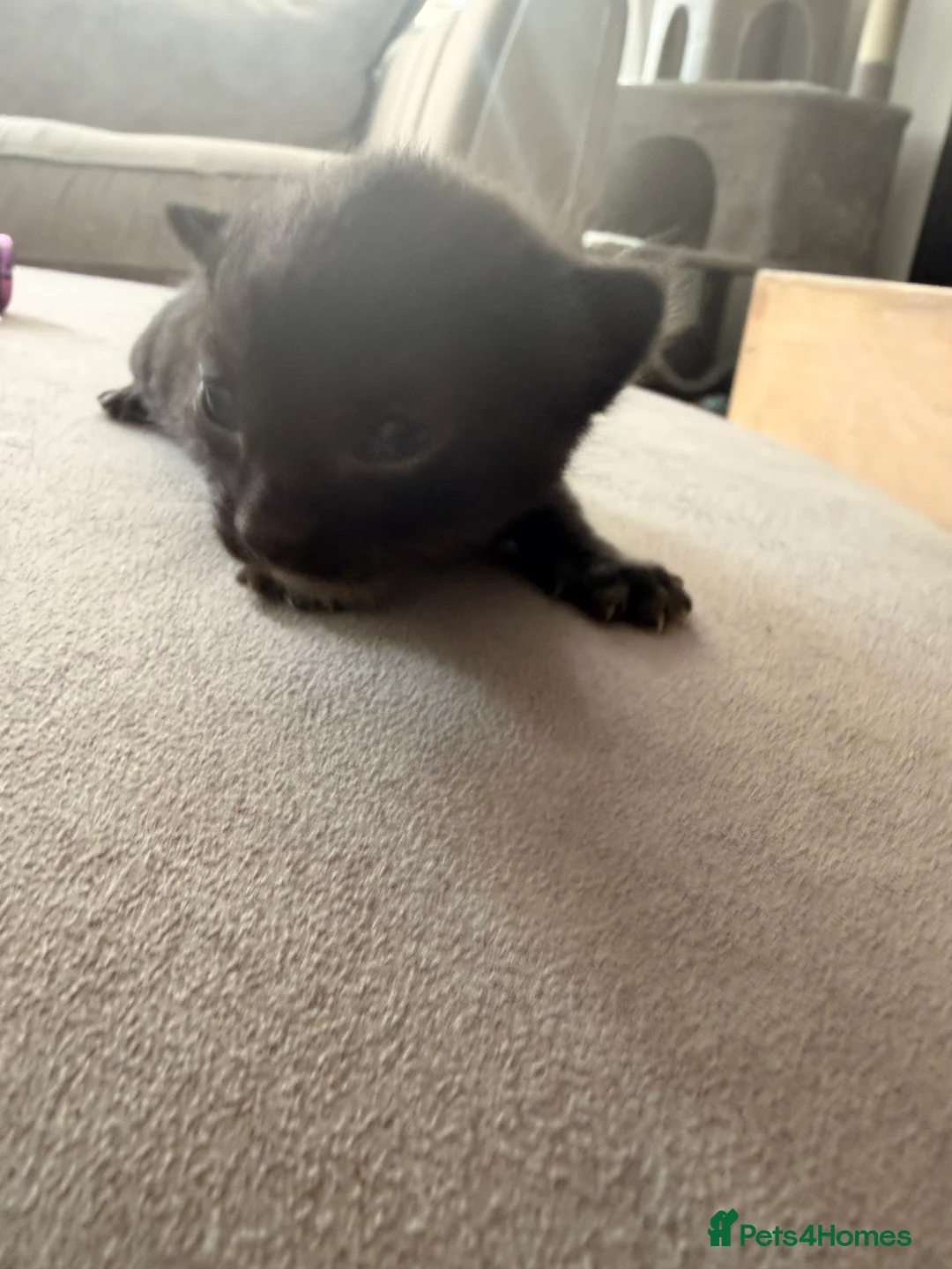 Domestic Shorthair cats for sale: 3 kittens left  - Advert 8