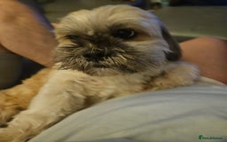 Lhasa Apso dogs for stud: Full pedigree Lhasa Apso for Stud - Image 3