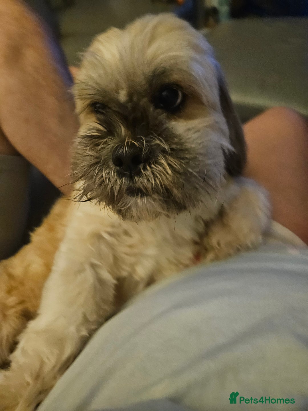 Lhasa Apso dogs for stud: Full pedigree Lhasa Apso for Stud - Image 3