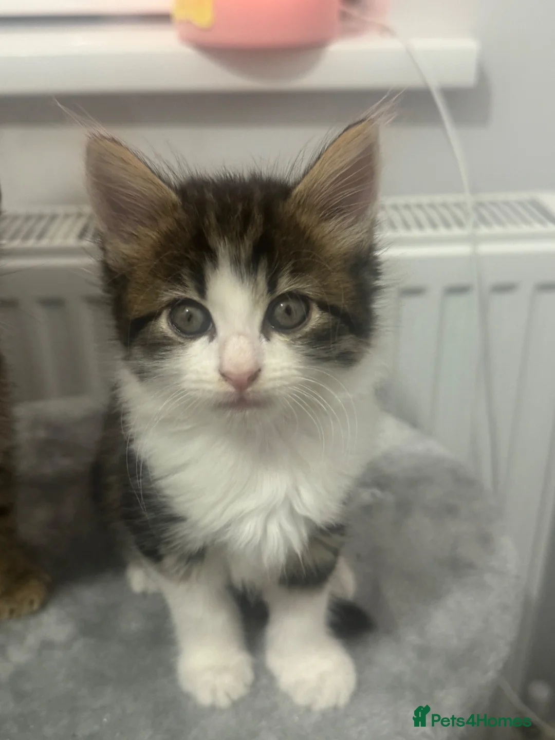 Mixed Breed cats for sale: 2 beautiful kittens looking forever home  - Advert 15