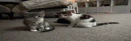 Mixed Breed cats for sale: 3 Beautiful Kittens Ready For New Homes - Advert 10