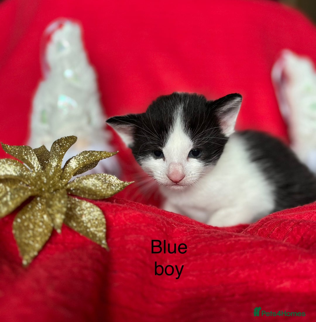 Mixed Breed cats for sale: Black and White fluffy kittens  - Advert 4