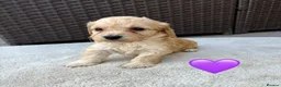 Cockapoo dogs for sale: Gorgeous F1 Cockapoo Puppies 🩷 in Llandinam - Advert 10