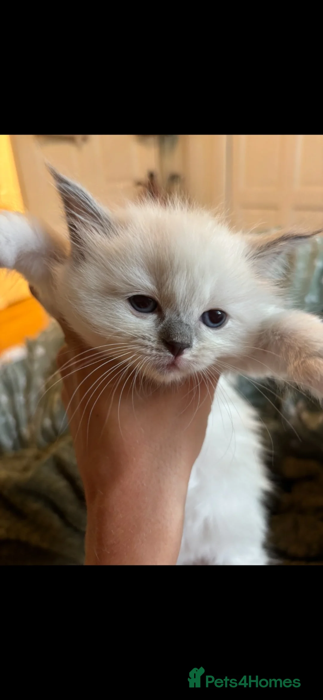 Ragdoll cats for sale: Ragdoll kittens  - Advert 2