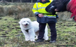 Mixed Breed dogs for adoption: Meet JOJO - a superb big girl, for a Loving Home - Image 37