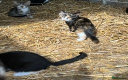 Mixed Breed cats for sale: Lovely yards /family kittens - Image 8