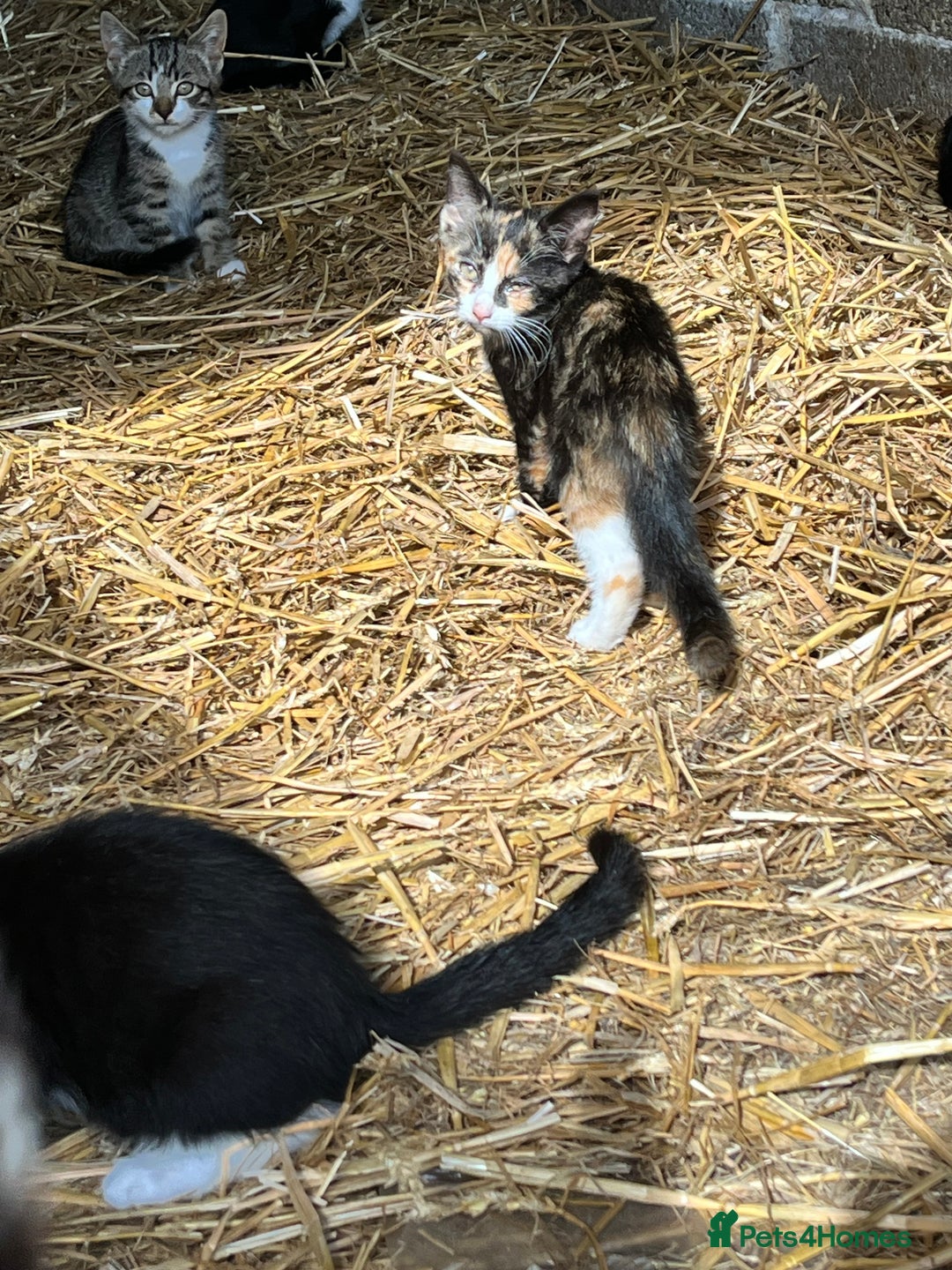 Mixed Breed cats for sale: Lovely yards /family kittens - Image 8