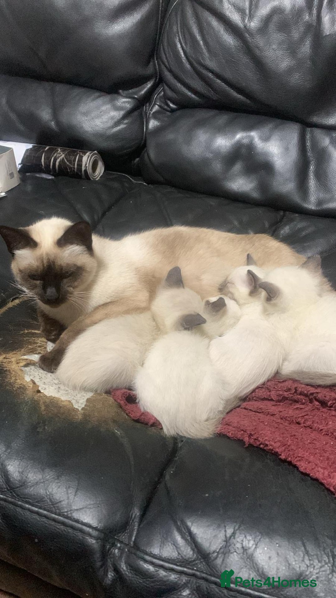 Siamese cats for sale: Siamese  - Advert 13