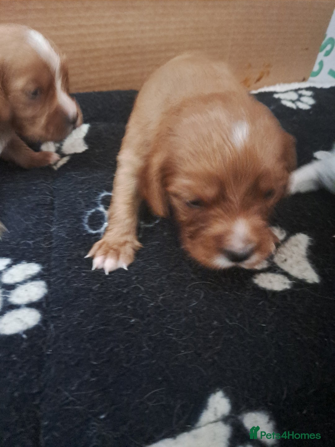 Cockalier dogs for sale: Cockerliers  health tested parents  - Image 22