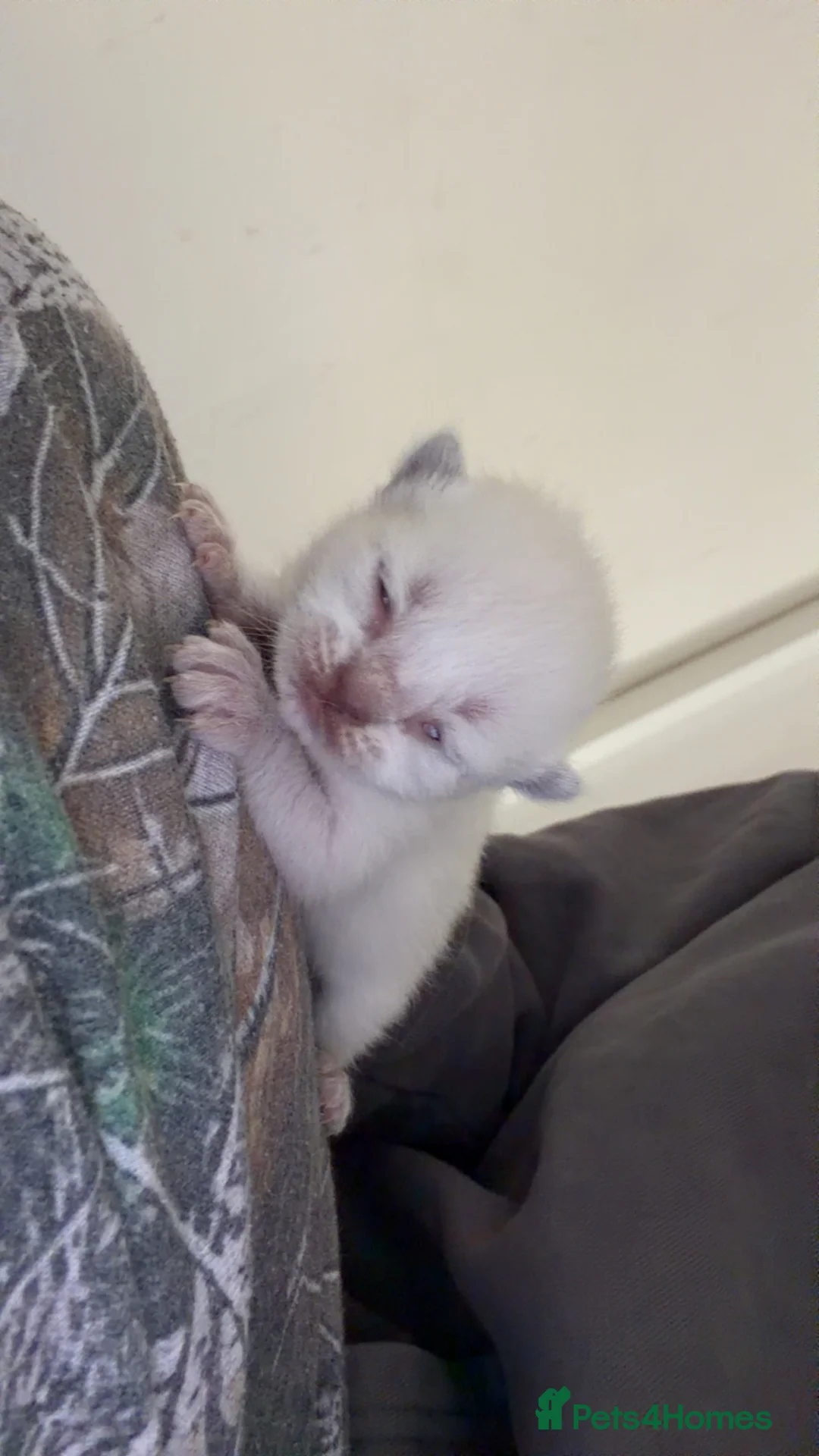 Mixed Breed cats for sale: bsh kittens for sale  in Port Talbot - Advert 2