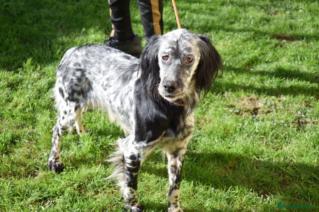 English Setter dogs for adoption: Beltz - Advert 2