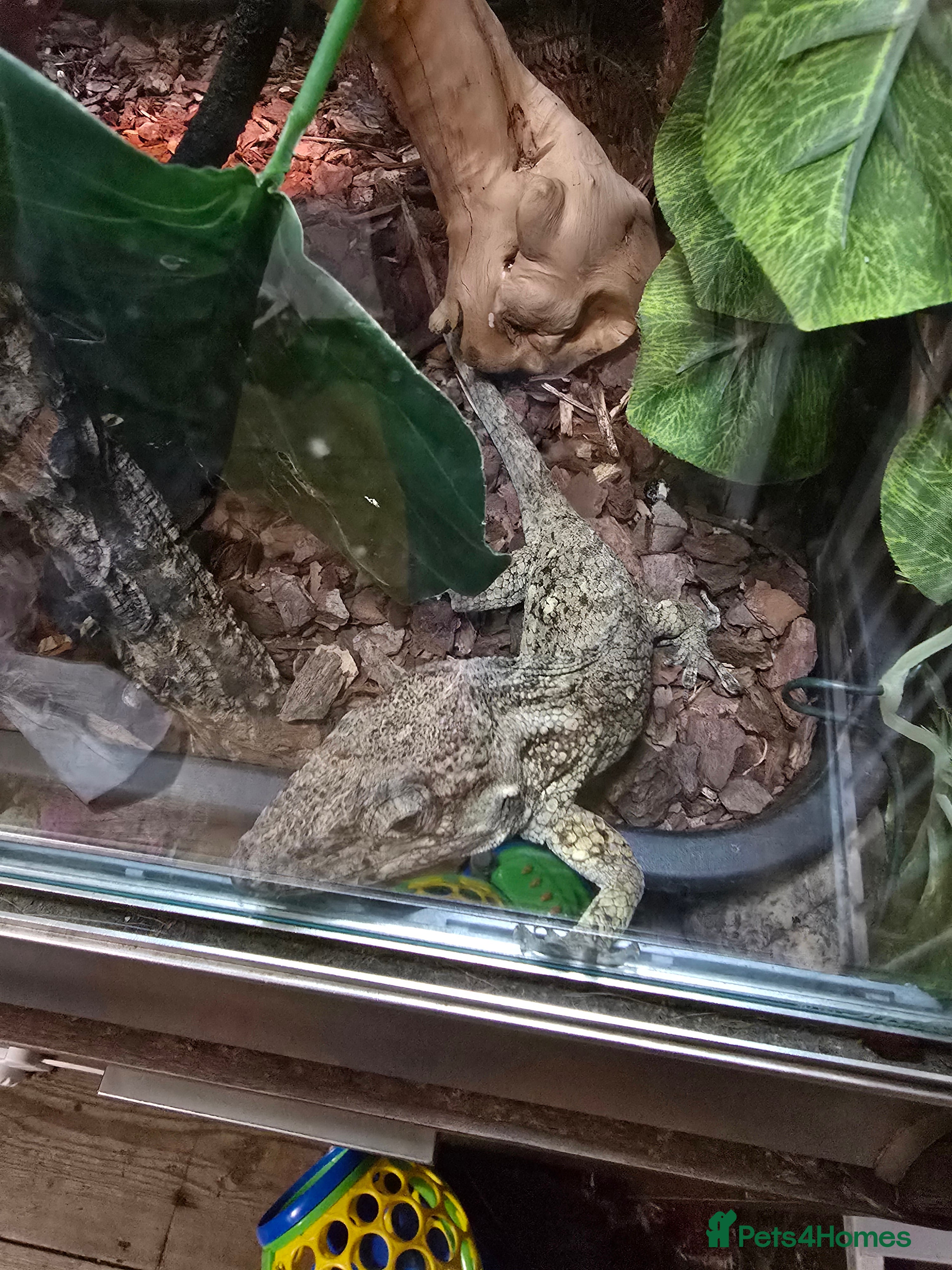 Anole reptiles Cuban false chameleon - Advert 3