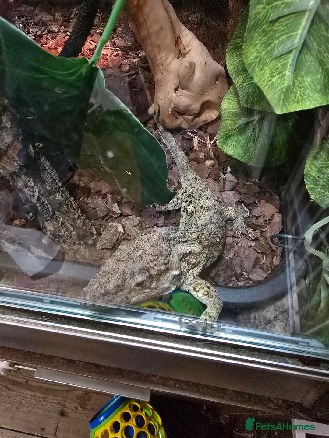 Anole reptiles for sale: Cuban false chameleon - Advert 1