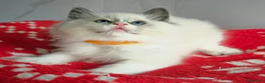 Ragdoll 5 orange 🧡