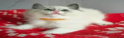 Ragdoll cats for sale: CHAMPION FATHER. GCCF KITTENS  - Advert 5