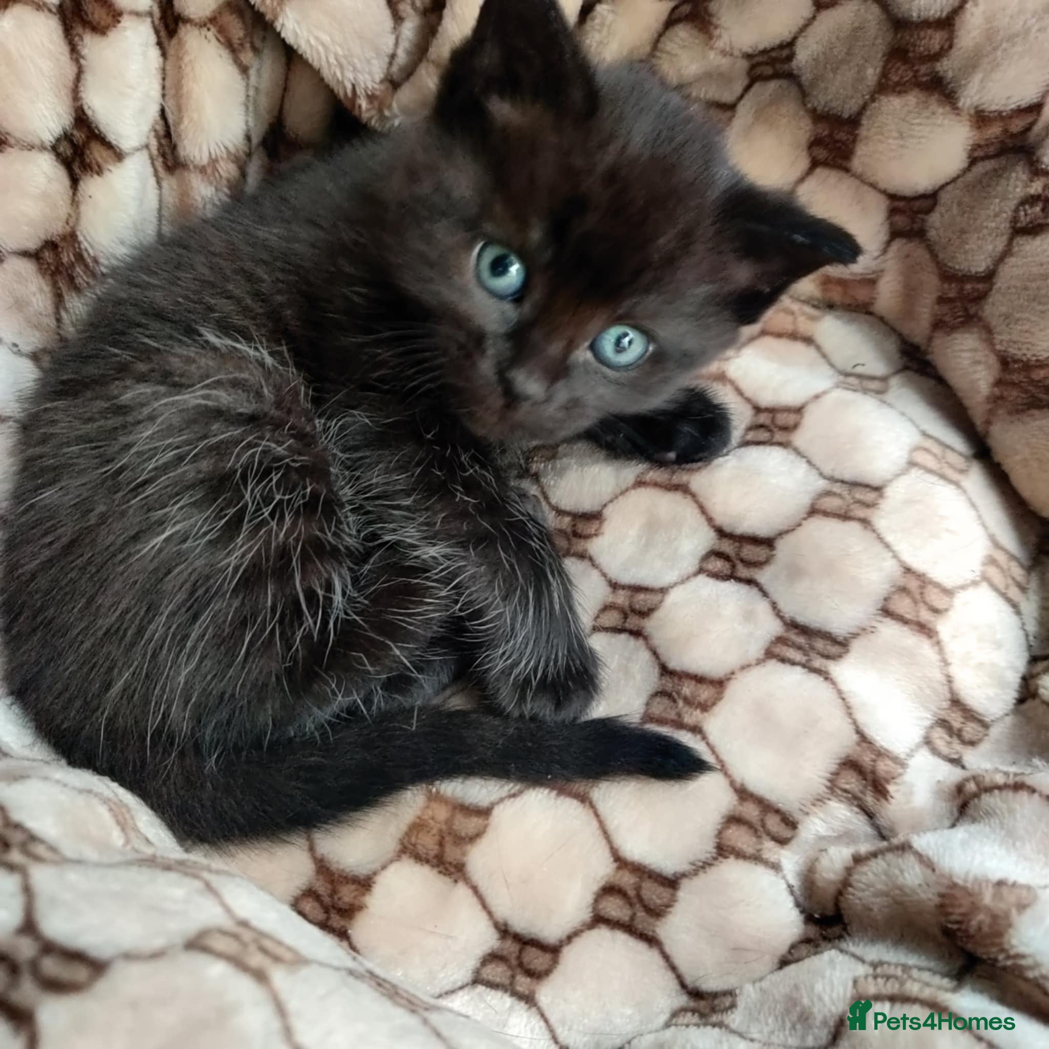 Mixed Breed cats Adorable 2 kitten  - Advert 10